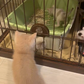 今日のニャンコの画像