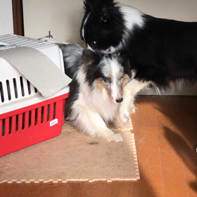 アイカリ動画の画像