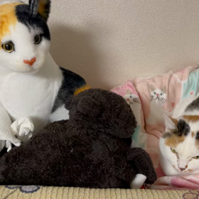 ハナちゃんと人形ハナちゃんの画像