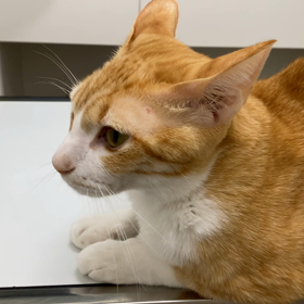 猫腎不全　若い猫　3色猫だんごかん君動画の画像