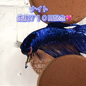 710日目盲目ナイト君モグモグの画像