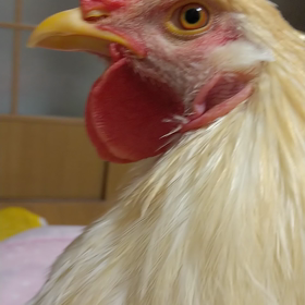 今日のにわとり。の画像