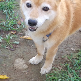 駄目だこりゃの画像