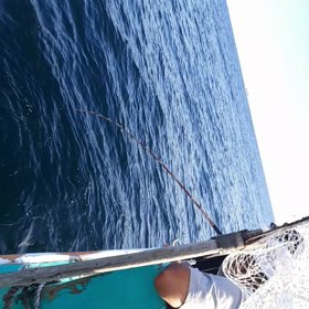 ド本命大型中型小型ハチ(^-^)捕獲成功動画の巻き～(⌒‐⌒)の画像