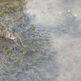 今朝の水路占いの画像