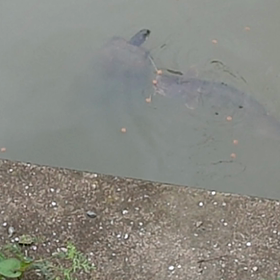 白宝稲荷大明神のなまずと亀の画像