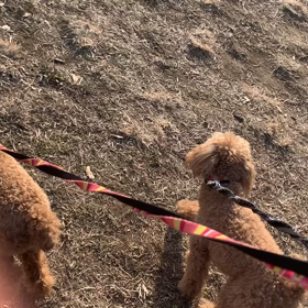 12月26日12わんこと2時間遠足　代々木公園表参道の画像