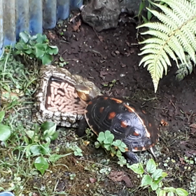 セマルハコガメの画像