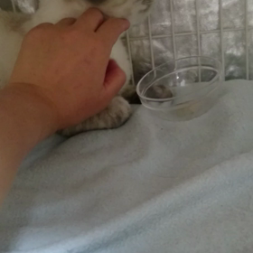 動画  ポン吉くん♪の画像