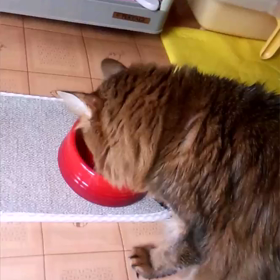 今日のロビン　５０の画像