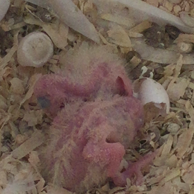 スイートルームの子育て 1の画像