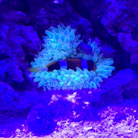 アクア三昧で、の画像