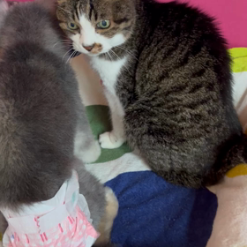 うちの猫ども＋犬　AIM30とビニール袋の画像