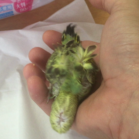 巻きが綺麗の画像