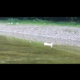 動画 泳ぐ大福 その2 途中で足ついたしの画像