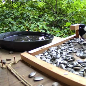 すぎぴたんの事件簿シーズン２　３０１話（(´･ω｀･)ｴｯ?威嚇？シジュウカラ）の画像