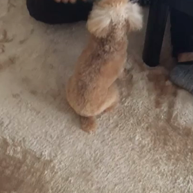 はまってます！の画像