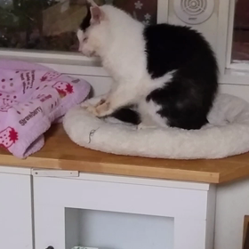 にゃんこ動画集❤の画像