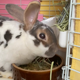 牧草を食べるるうと、飼い主の懺悔の画像