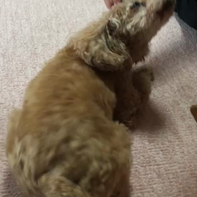 いないいないばぁを練習中の画像