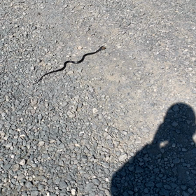 弱肉強食。好きな食べ物焼肉定食。たくさん食べすぎ牛飲馬食！の画像