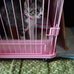 Miss Chappyの意地悪？の画像