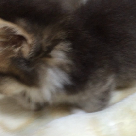 靴下ミヌエットの画像