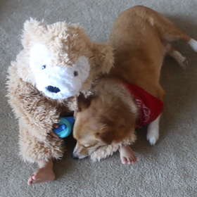 ダッフィーの膝枕の画像