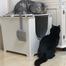 モグラ叩きの画像