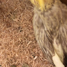 オカメインコ    飼育初日の画像
