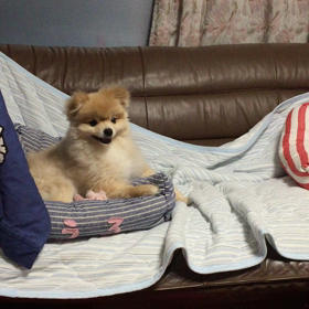 フリスビー犬ならぬクッション犬の画像