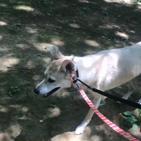 ♪お散歩動画♪代々木公園♪の画像