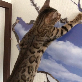 だまされた猫の画像