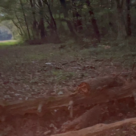 野犬に接近するも　　やはりひとりでは危険の画像