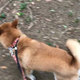 ♪お散歩動画♪代々木公園♪の画像