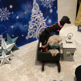 キャンミル、ソリに乗るの画像