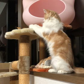 いたずらマロちん。の画像