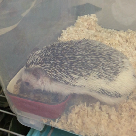 モーニングの画像