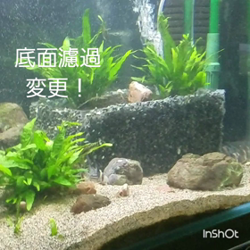 水槽中で底面濾過‼の画像