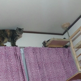 遊ぼ〜٩(๑´3｀๑)۶の画像