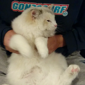 すばらしいの画像