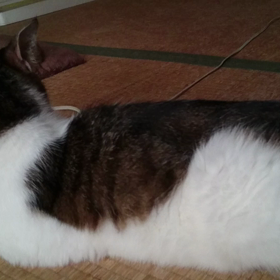 スイッチの画像