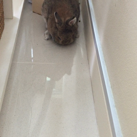 ツルツルでも、ホリホリの画像