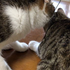 先住猫デールが新入り子猫マリーに毛繕い…が！鳩が寒いのに水浴び。の画像