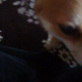 散歩の前の光景の画像