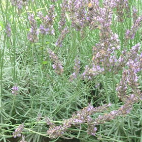 日高市横手で、【草むしり】。おすすめします。の画像