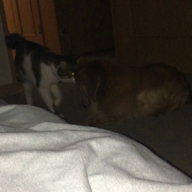 我が家に遊びに来ている母の話。キカイダーになったデール。の画像