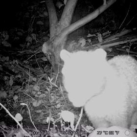 すぎぴたんの事件簿シーズン3　58話（((((；ﾟДﾟ))))ｶﾞｸｶﾞｸﾌﾞﾙﾌﾞﾙ）の画像