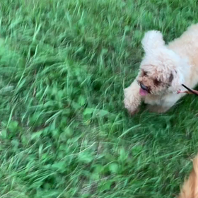 9月4日13わんこと1時間遠足  代々木公園の画像