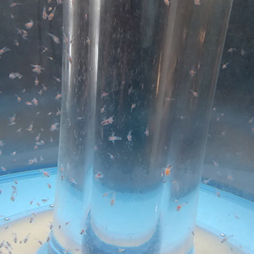 クリオネの画像